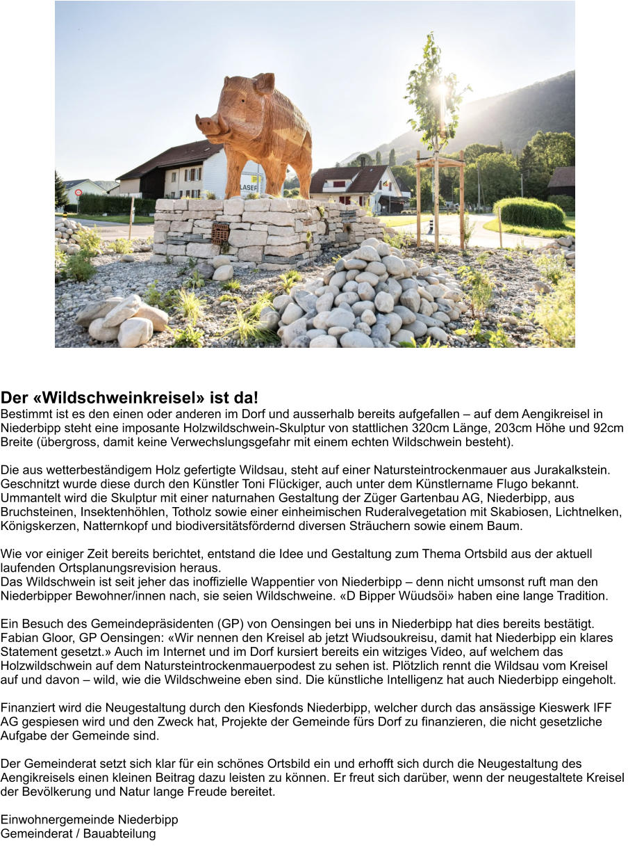 Der �Wildschweinkreisel� ist da! Bestimmt ist es den einen oder anderen im Dorf und ausserhalb bereits aufgefallen � auf dem Aengikreisel in Niederbipp steht eine imposante Holzwildschwein-Skulptur von stattlichen 320cm L�nge, 203cm H�he und 92cm Breite (�bergross, damit keine Verwechslungsgefahr mit einem echten Wildschwein besteht).  Die aus wetterbest�ndigem Holz gefertigte Wildsau, steht auf einer Natursteintrockenmauer aus Jurakalkstein. Geschnitzt wurde diese durch den K�nstler Toni Fl�ckiger, auch unter dem K�nstlername Flugo bekannt. Ummantelt wird die Skulptur mit einer naturnahen Gestaltung der Z�ger Gartenbau AG, Niederbipp, aus Bruchsteinen, Insektenh�hlen, Totholz sowie einer einheimischen Ruderalvegetation mit Skabiosen, Lichtnelken, K�nigskerzen, Natternkopf und biodiversit�tsf�rdernd diversen Str�uchern sowie einem Baum.  Wie vor einiger Zeit bereits berichtet, entstand die Idee und Gestaltung zum Thema Ortsbild aus der aktuell laufenden Ortsplanungsrevision heraus. Das Wildschwein ist seit jeher das inoffizielle Wappentier von Niederbipp � denn nicht umsonst ruft man den Niederbipper Bewohner/innen nach, sie seien Wildschweine. �D Bipper W�uds�i� haben eine lange Tradition.  Ein Besuch des Gemeindepr�sidenten (GP) von Oensingen bei uns in Niederbipp hat dies bereits best�tigt. Fabian Gloor, GP Oensingen: �Wir nennen den Kreisel ab jetzt Wiudsoukreisu, damit hat Niederbipp ein klares Statement gesetzt.� Auch im Internet und im Dorf kursiert bereits ein witziges Video, auf welchem das Holzwildschwein auf dem Natursteintrockenmauerpodest zu sehen ist. Pl�tzlich rennt die Wildsau vom Kreisel auf und davon � wild, wie die Wildschweine eben sind. Die k�nstliche Intelligenz hat auch Niederbipp eingeholt.  Finanziert wird die Neugestaltung durch den Kiesfonds Niederbipp, welcher durch das ans�ssige Kieswerk IFF AG gespiesen wird und den Zweck hat, Projekte der Gemeinde f�rs Dorf zu finanzieren, die nicht gesetzliche Aufgabe der Gemeinde sind.  Der Gemeinderat setzt sich klar f�r ein sch�nes Ortsbild ein und erhofft sich durch die Neugestaltung des Aengikreisels einen kleinen Beitrag dazu leisten zu k�nnen. Er freut sich dar�ber, wenn der neugestaltete Kreisel der Bev�lkerung und Natur lange Freude bereitet.  Einwohnergemeinde Niederbipp Gemeinderat / Bauabteilung